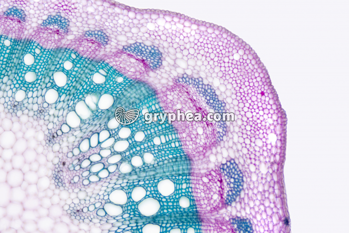 Tige de Vigne - structure secondaire CT x40 - gryphea.com